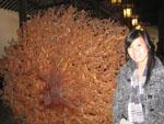 Magnificent peacock wood carving from the roots of a tree