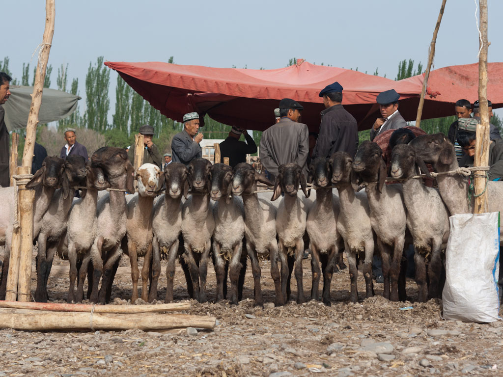kashgar livestock market