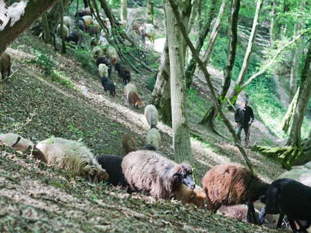 Goats and sheep being herded through Nahar Khoran forest