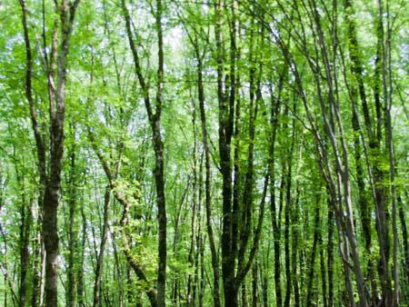 Lush green forest of Nahar Khoran