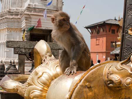 Monkey sitting on the Buddhist Vajra thunderbolt