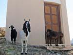 Goats at random tower in Sur
