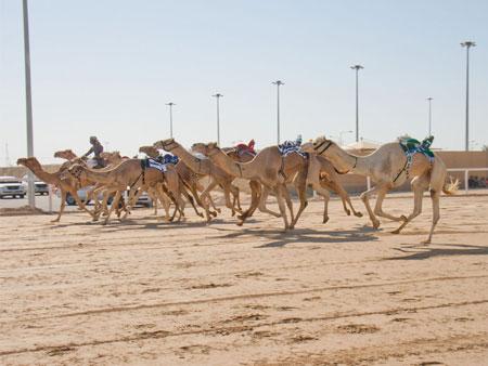 Camels racing