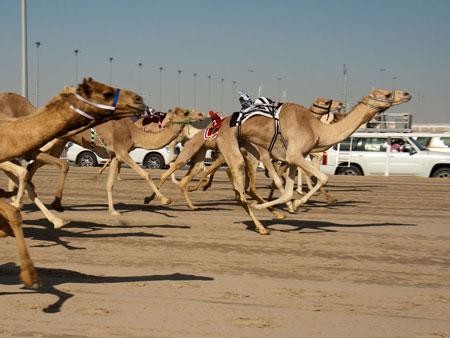 Racing camels