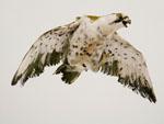 'flying together' - one of the life-like falcons
