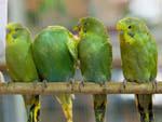 Budgerigars at animal souk