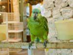 Green Parrot at animal souk