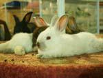 Rabbits at animal souk